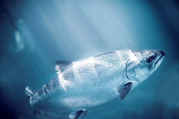 三文魚進(jìn)口報(bào)關(guān)所需資料