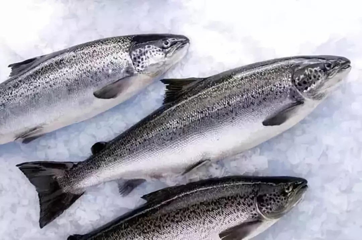 進口三文魚報關流程