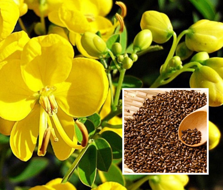 決明子進口報關(guān)流程