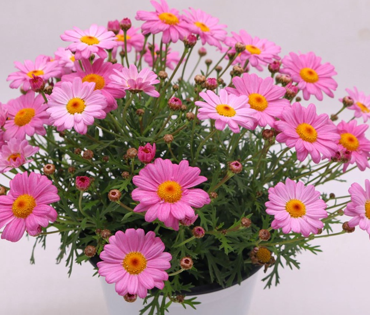 廣州花卉進口報關資料