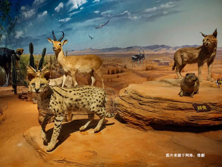 瀕危野生動物標(biāo)本進口報關(guān)流程