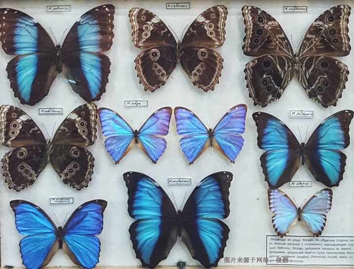 進(jìn)口蝴蝶標(biāo)本報關(guān)費用_昆蟲標(biāo)本工藝品快速通關(guān)