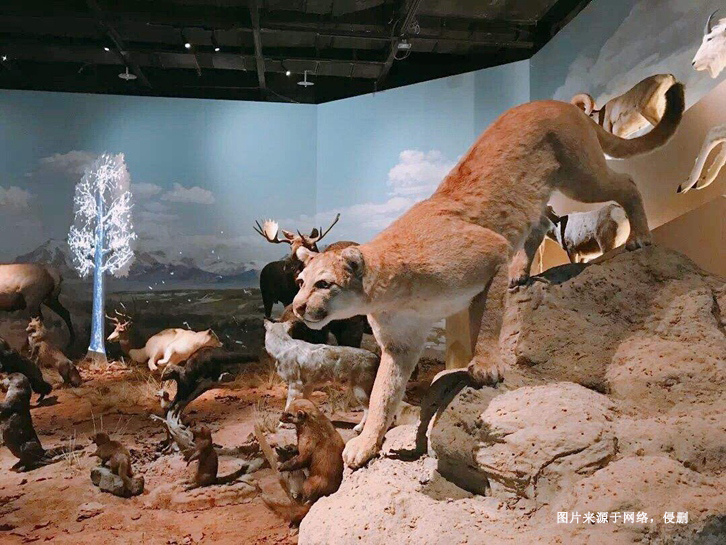 南非獅子動物標本進口報關資料