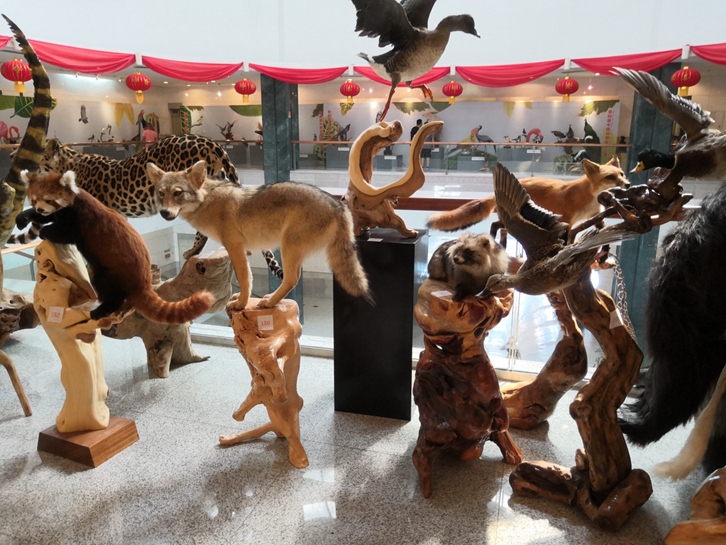 動(dòng)物標(biāo)本進(jìn)口報(bào)關(guān)流程及注意事項(xiàng)