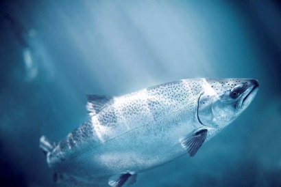 加拿大三文魚進口報關(guān)資料這10樣-19年冷凍品報關(guān)行