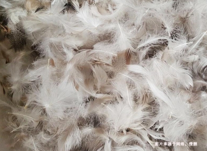 上海進口臺灣鴨毛報關流程_水洗鴨毛羽絨檢疫要求