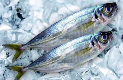 廈門港冷凍海鮮報關之前，建議了解清楚這些事