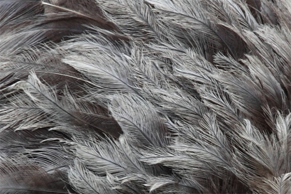 鴕鳥毛進口廣西清關代理流程以及進口鴕鳥毛資料