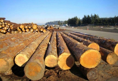 寧波木材進(jìn)口報(bào)關(guān)公司哪家好-專注進(jìn)口報(bào)關(guān)17年