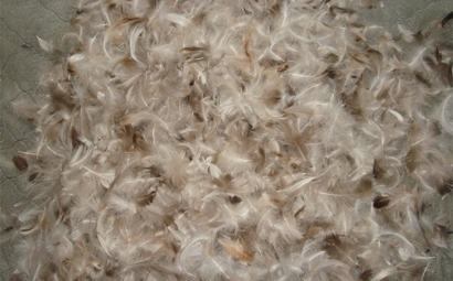 鴨毛進口清關一般貿易進口流程