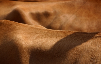 鹽干牛皮進口清關