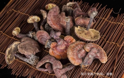 越南靈芝進(jìn)口報關(guān)資料_廣州藥食同源藥材通關(guān)要點(diǎn)