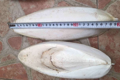 工業(yè)用墨魚骨代理報關(guān)進(jìn)口小知識，快來看一下