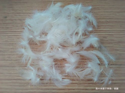 進口馬來西亞水洗鴨毛報關流程到上海外高橋案例