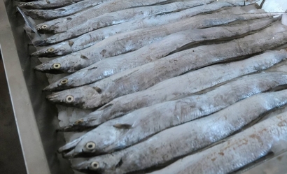 印度進口凍帶魚報關的具體流程手續