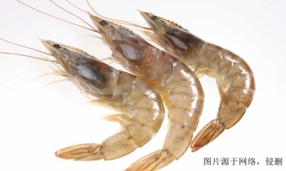 欽州進(jìn)口越南對蝦報(bào)關(guān)資料_上海進(jìn)口黑虎蝦清關(guān)流程