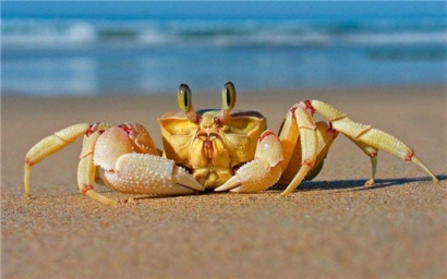 進口鮮活螃蟹報關(guān)清關(guān)注意事項，不了解的可以看看