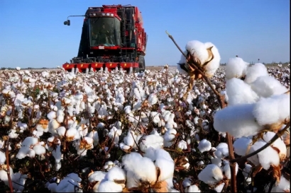 棉花進(jìn)口報關(guān)流程及申報要素-17年進(jìn)口報關(guān)經(jīng)驗