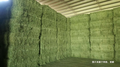 羅馬尼亞苜蓿草進(jìn)口報(bào)關(guān)資料這6樣-飼料進(jìn)口注意事項(xiàng)