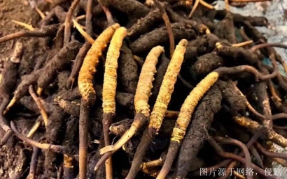 安徽進口印度中藥材報關流程_印度準予進口藥材種類