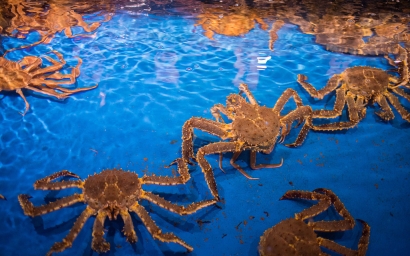 鮮活帝王蟹進口清關