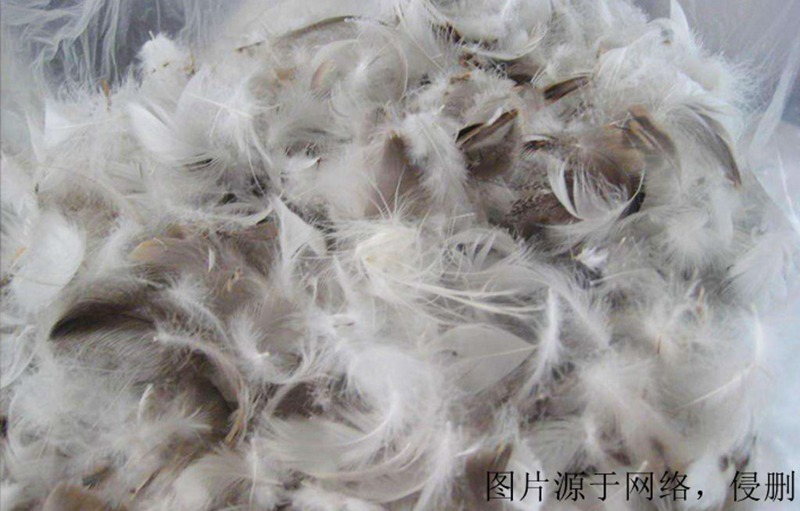 廣西進口越南鴨毛清關流程 廣西進口越南鴨毛清關流程