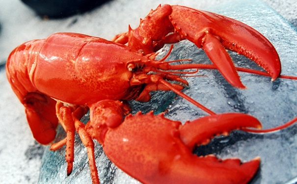 冷凍龍蝦進口清關 冷凍龍蝦進口清關的商檢查驗內容有哪些.jpg