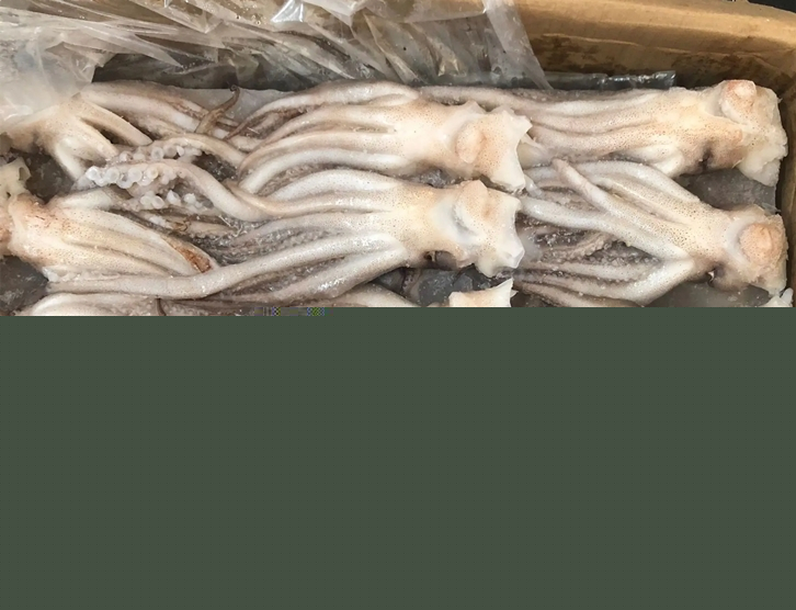 冷凍魷魚進(jìn)口報關(guān)_副本.jpg